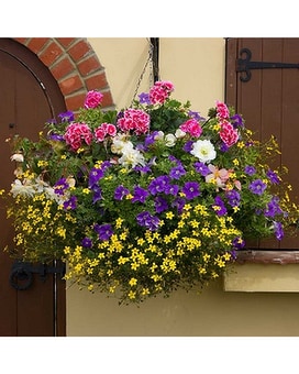 Mixed Hanging Basket Plant